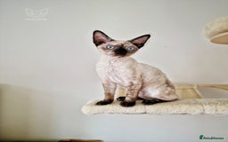 Devon Rex cats for sale: 💙 Ready now 💙 Last blue-eyed Devon Rex Girl 💙1 in Derby - Image 1