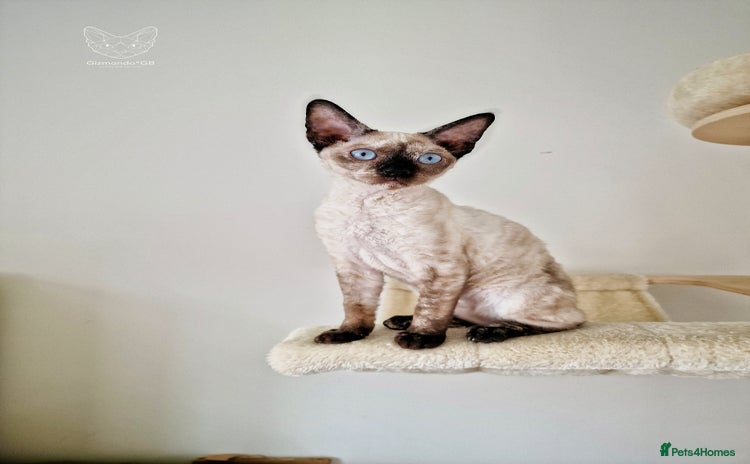 Devon Rex cats in Derby - Advert 2