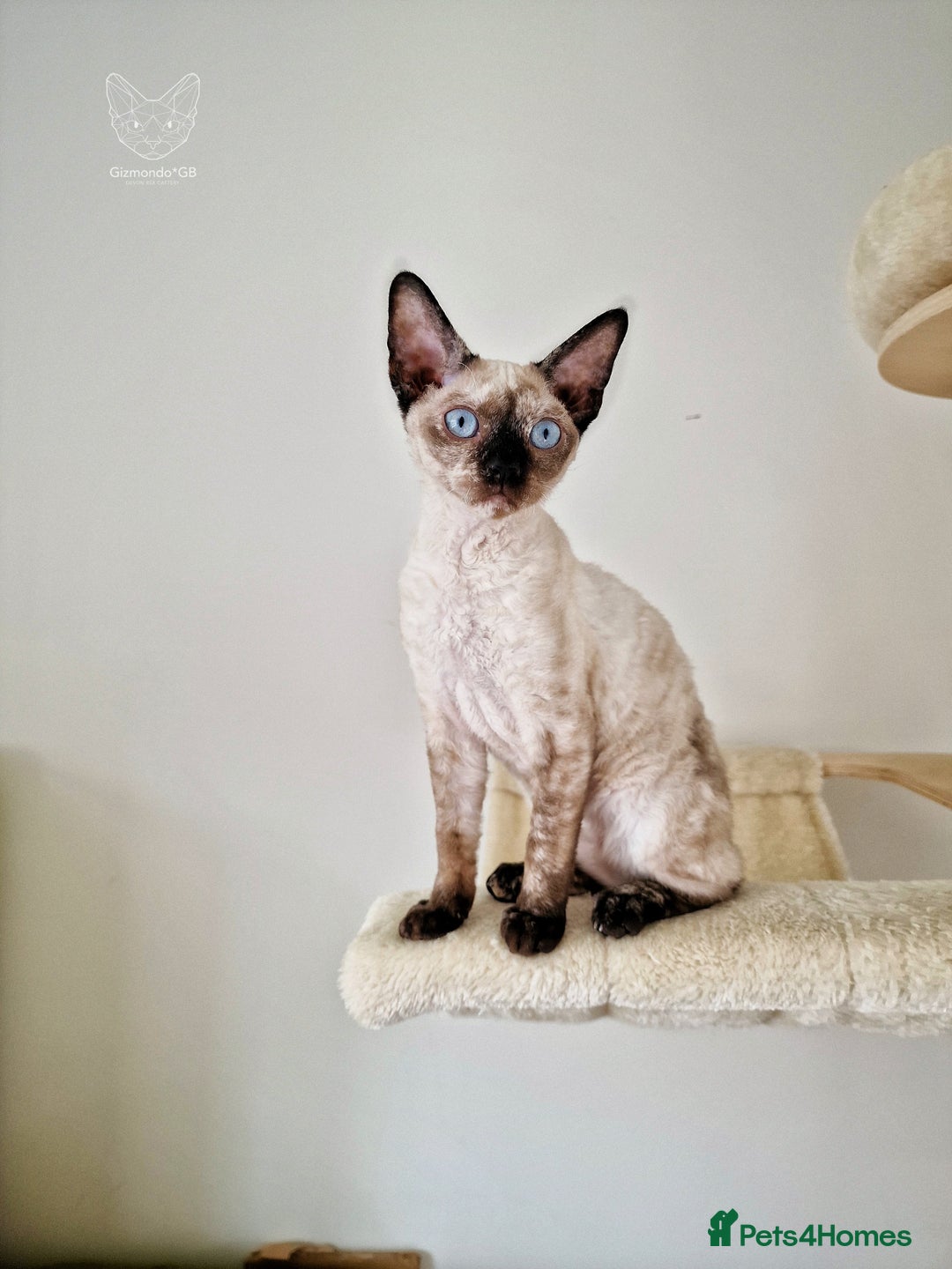 Devon Rex cats for sale: 💙 Ready now 💙 Last blue-eyed Devon Rex Girl 💙1 in Derby - Image 1