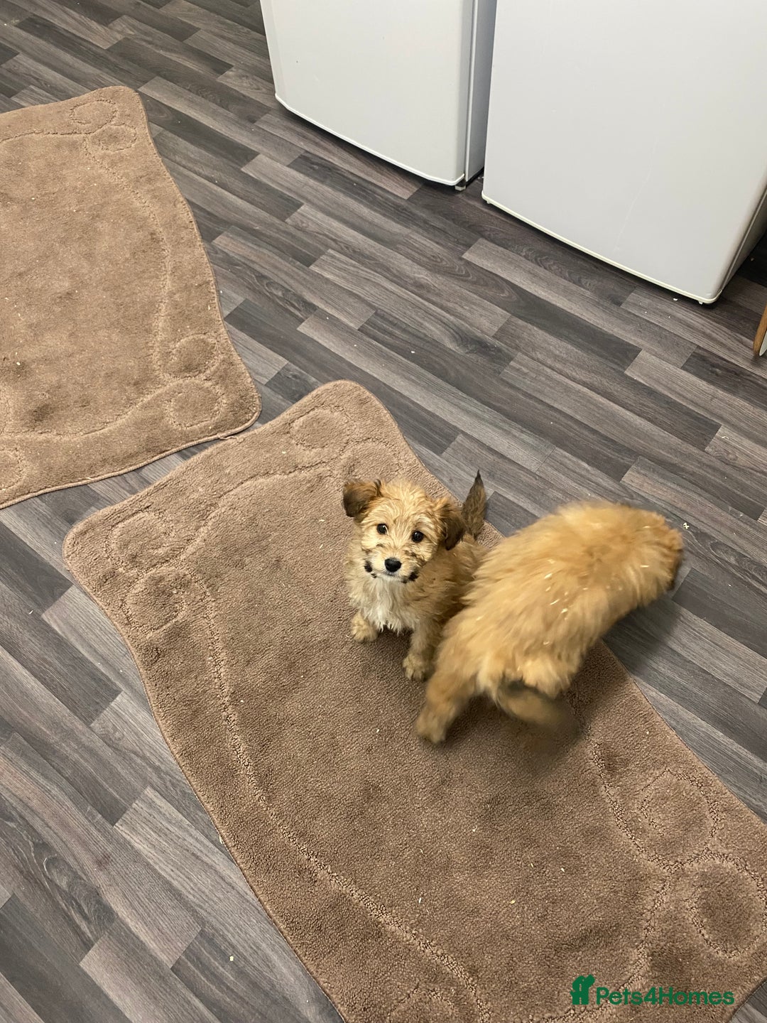 Mixed Breed dogs for sale: beautiful terrier x poodle puppies  - Advert 5