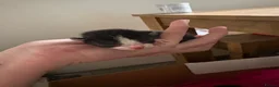 Domestic Shorthair cats for sale: Kittens  in Portsmouth - Advert 7