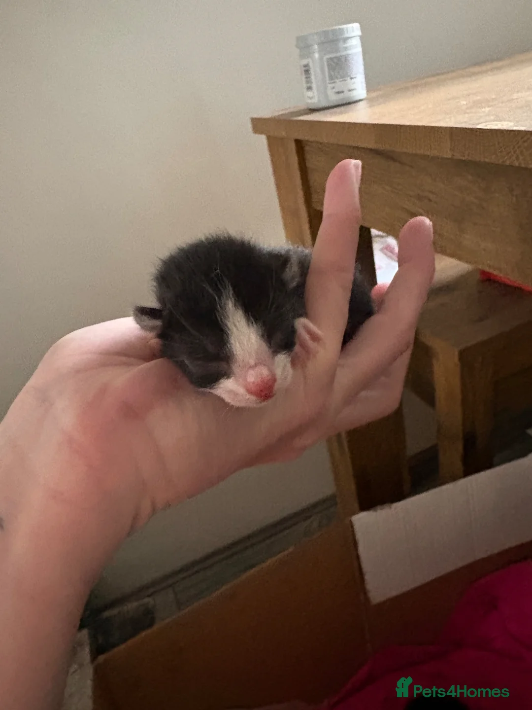 Domestic Shorthair cats for sale: Kittens  in Portsmouth - Advert 7