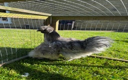 Chickens poultry for sale: Young silkies - 2 cockerels and one hen - Image 14
