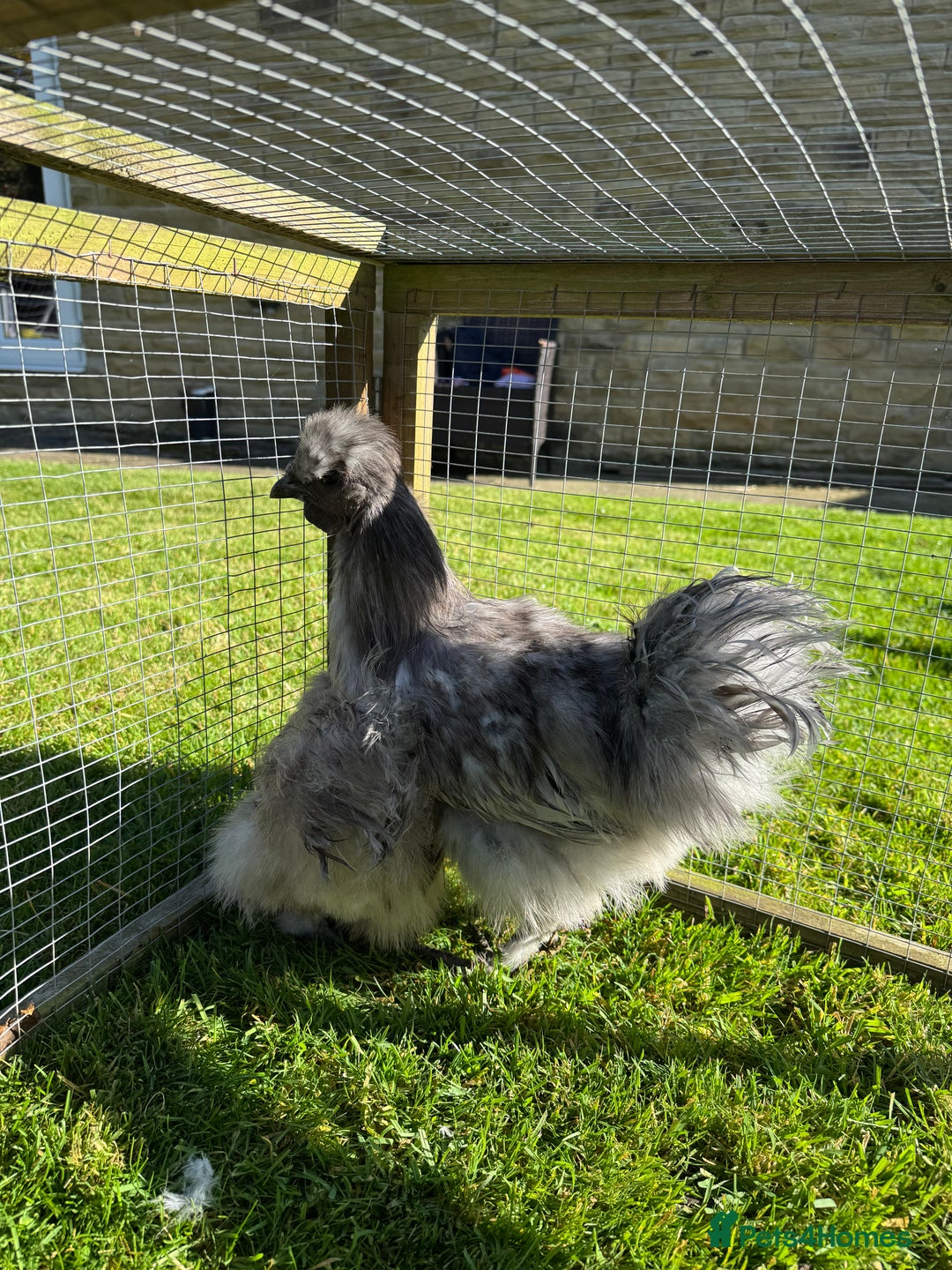 Chickens poultry for sale: Young silkies - 2 cockerels and one hen - Image 14