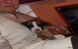 Boxer dogs for sale: Boxer litter of 6 - Image 5