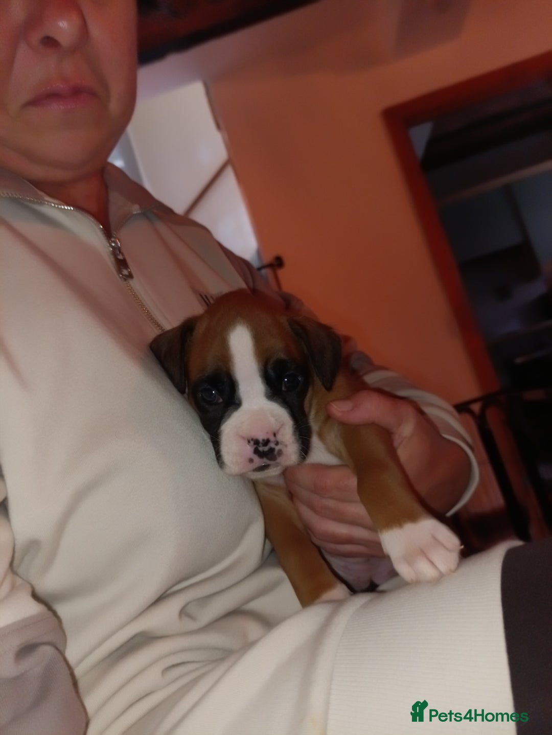Boxer dogs for sale: Boxer litter of 6 - Image 5