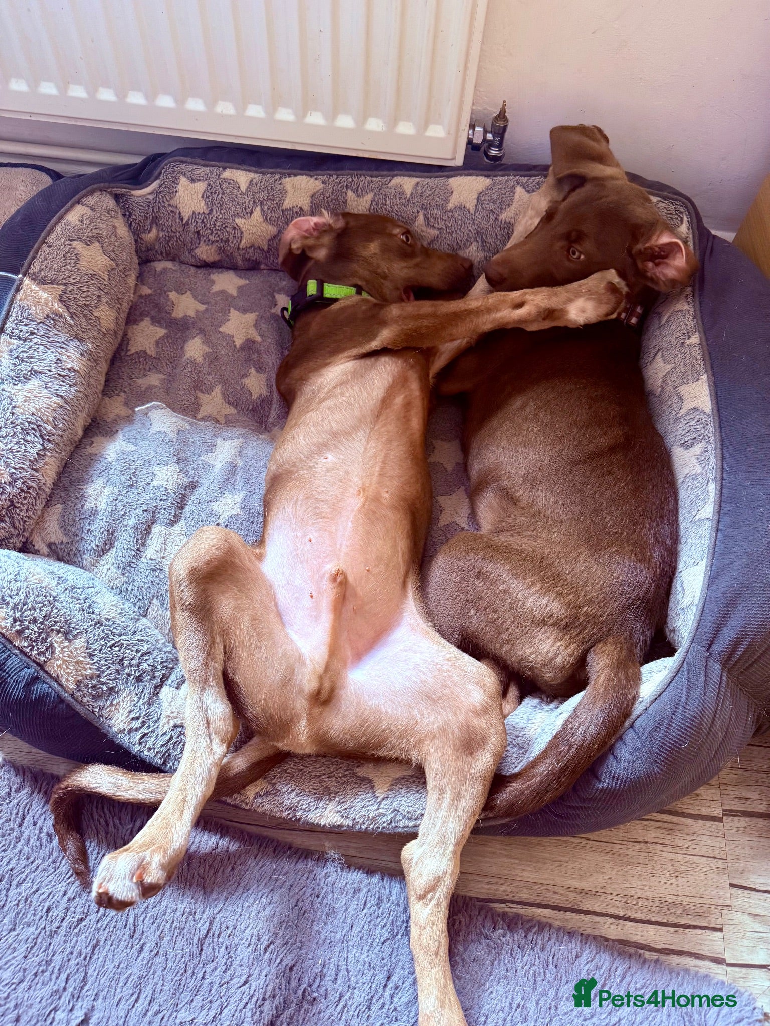 Mixed Breed dogs Waiting to Go -Stunning Husky Shepherd x Weim Boys - Advert 2