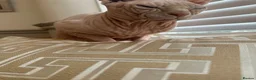 Sphynx cats for sale: Ready to leave now pink blue eyes Sphynx  - Advert 17
