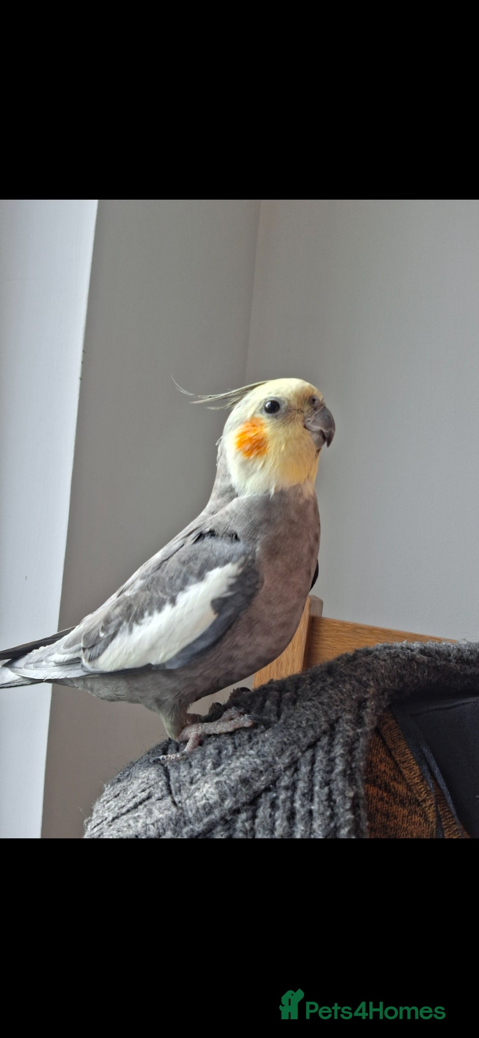 Cockatiels birds Male bird with cage - Advert 1