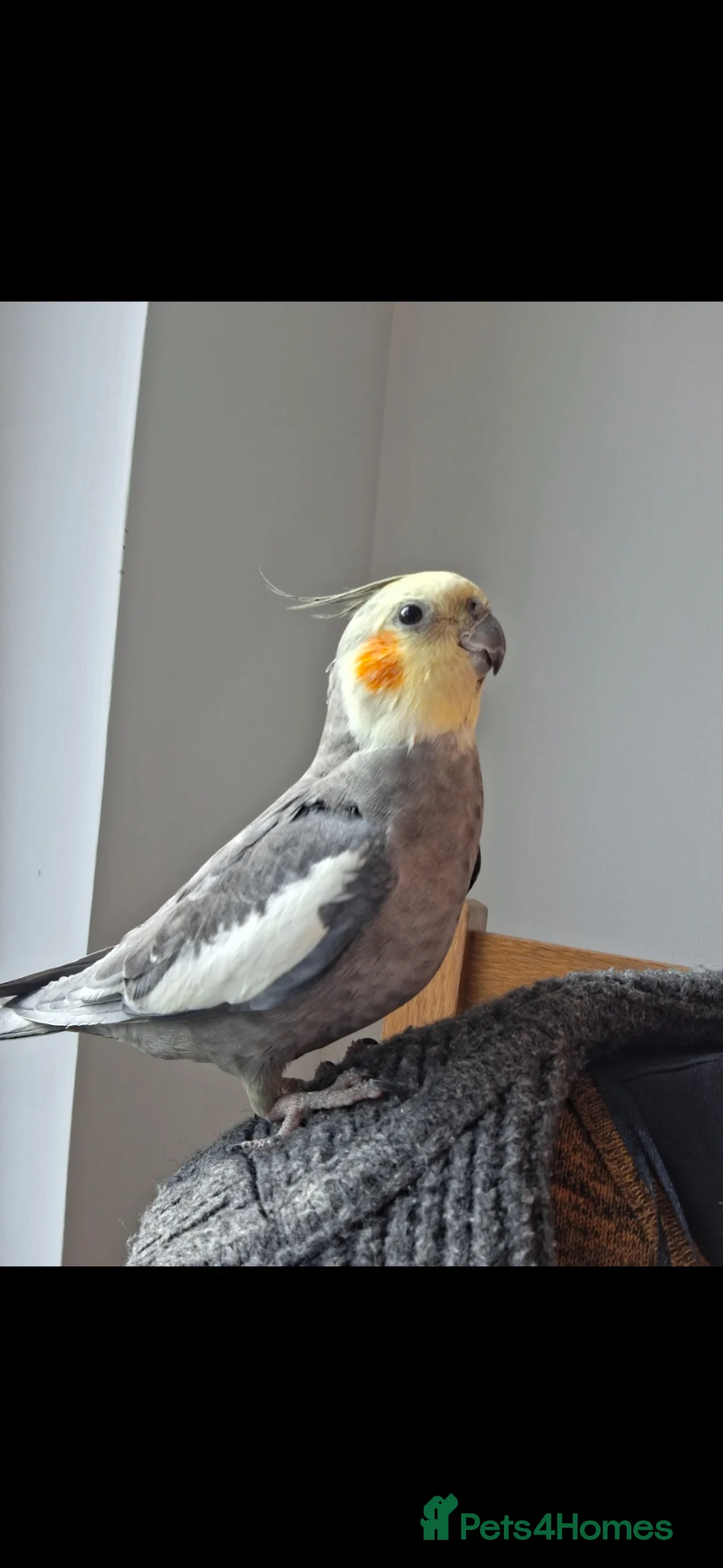 Cockatiels birds for sale: Male bird with cage - Advert 1
