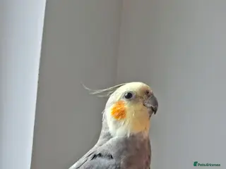 Cockatiels birds Male bird with cage - Advert 1