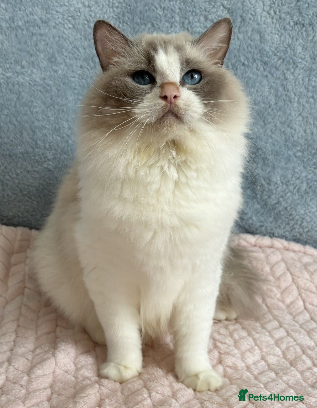 Ragdoll cats Beautiful Tica Register Kittens Ragdoll - Advert 1