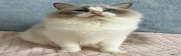 Ragdoll cats for sale: Beautiful Tica Register Kittens Ragdoll - Advert 1