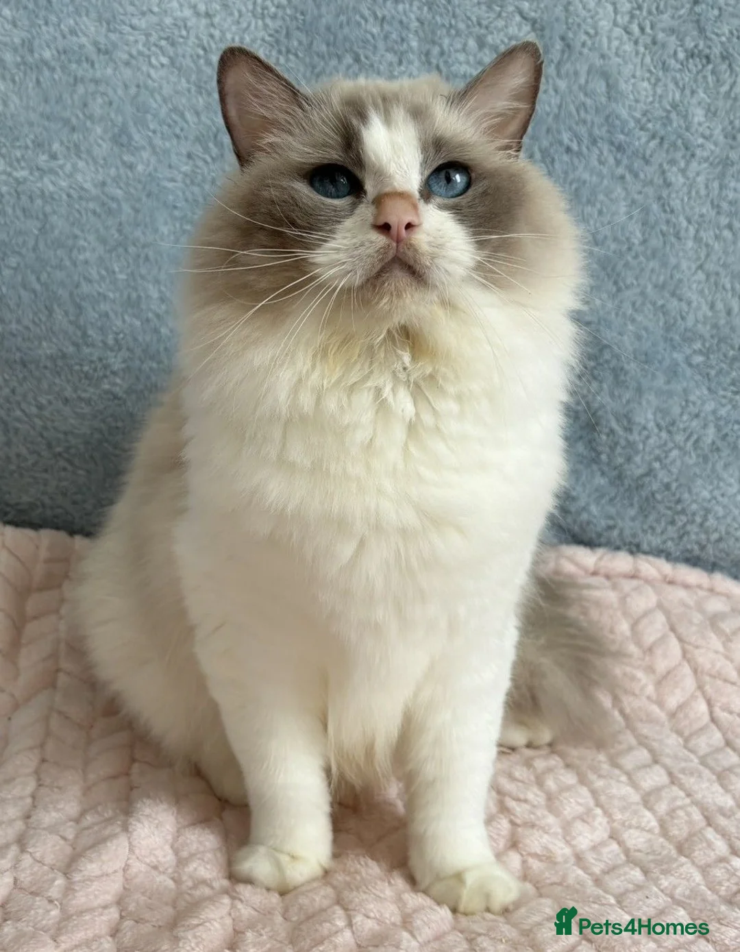Ragdoll cats for sale: Beautiful Tica Register Kittens Ragdoll - Advert 1