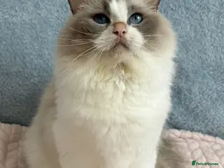 Ragdoll cats for sale: Beautiful Tica Register Kittens Ragdoll - Advert 1