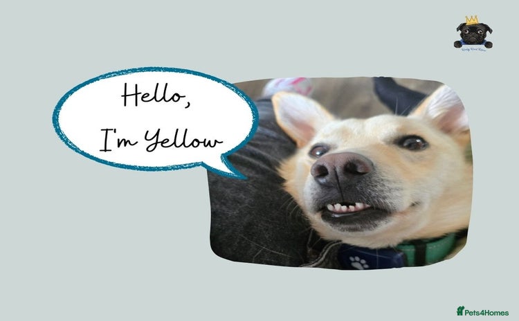 Mixed Breed dogs - Advert 15