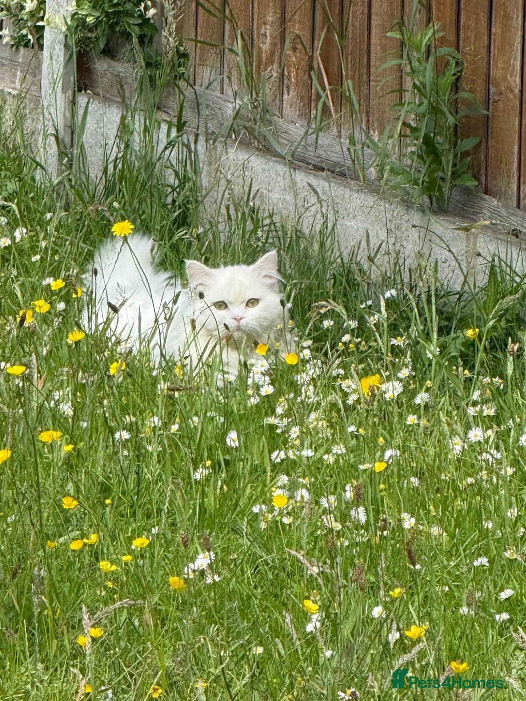 Ragdoll cats for sale: White ragdoll kitten in Doncaster - Advert 1