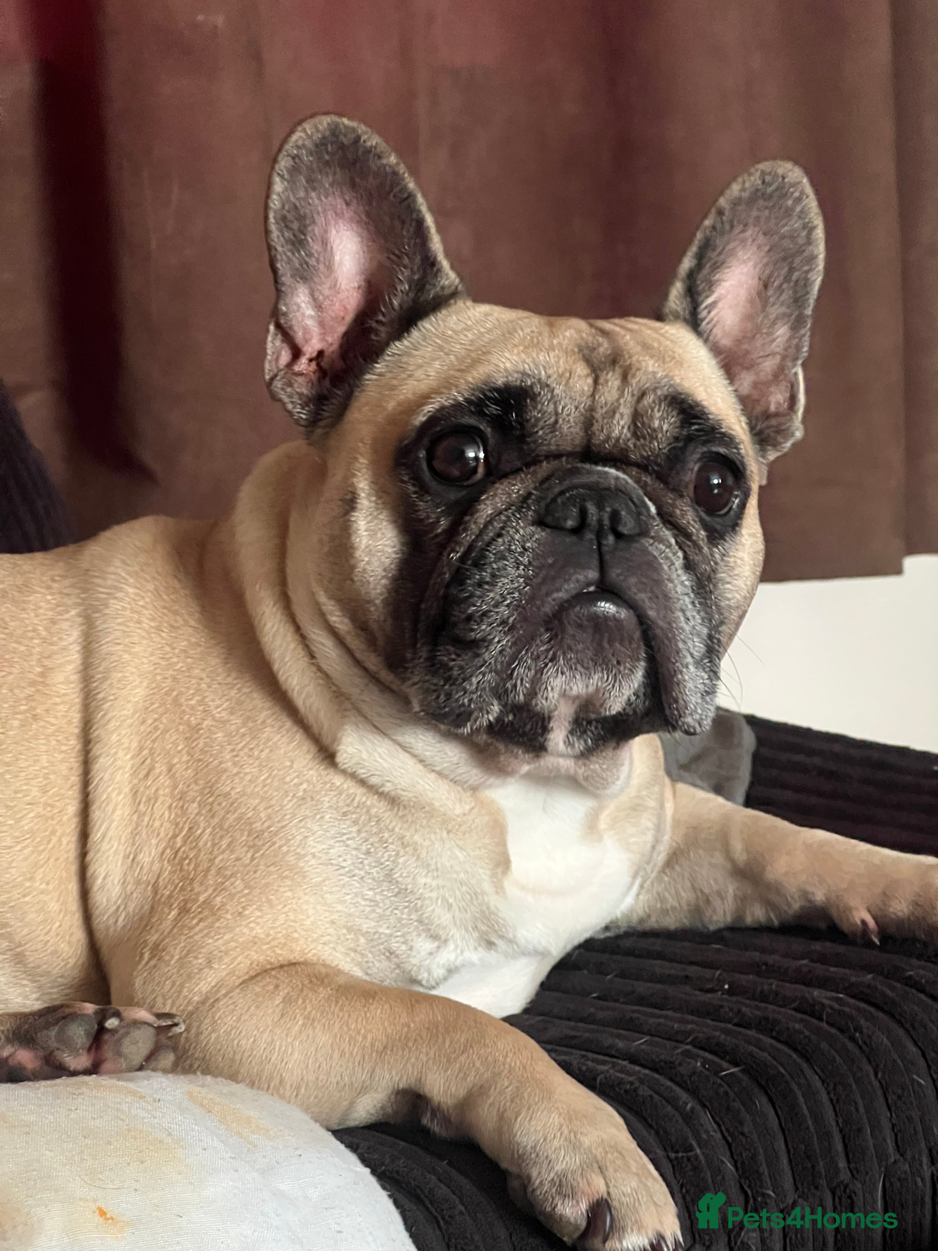 French Bulldog dogs French bulldog puppies for sale - Advert 1