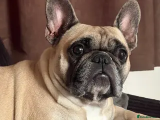 French Bulldog dogs French bulldog puppies for sale - Advert 9