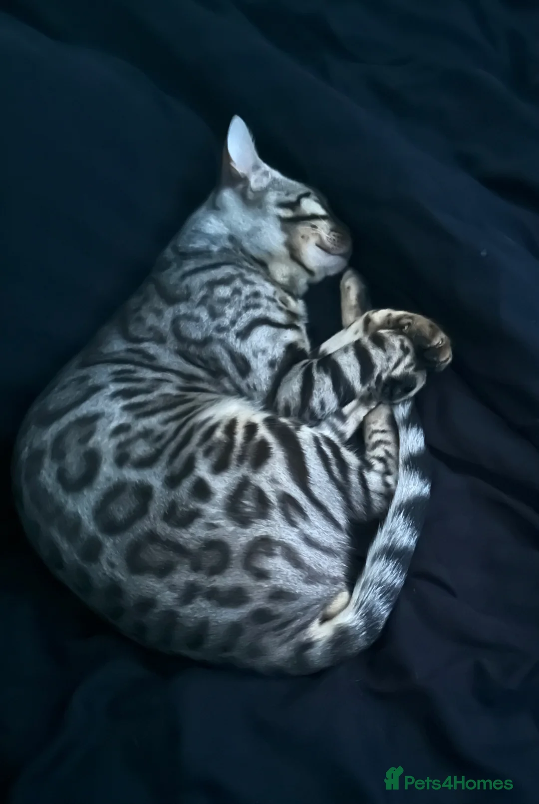 Bengal cats for sale: Bengal kittens looking for a forever home  - Advert 2