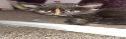 Mixed Breed cats for sale: 4 beautiful kittens - Advert 3