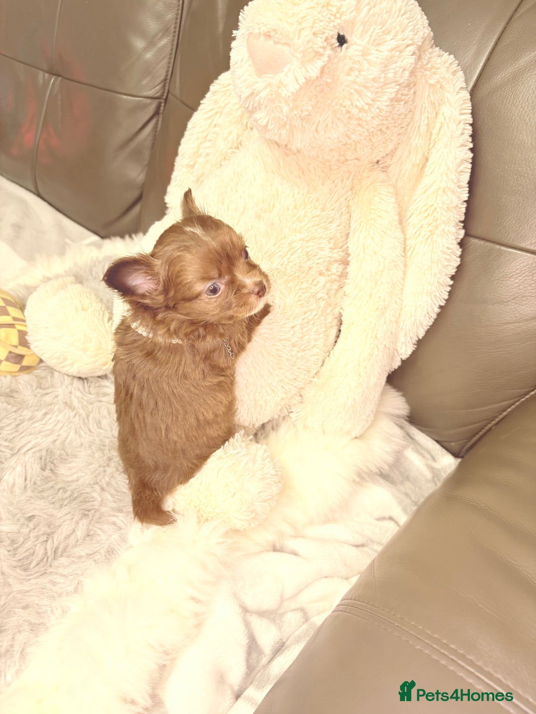 Chihuahua dogs for sale: Stunning tiny Chihuahua puppy’s male female  - Advert 35