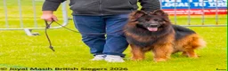 German Shepherd dogs for sale: KC PUPPIES FOR SALE - Advert 19
