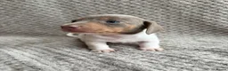 Miniature Dachshund dogs for sale: ⭐️💕miniature dachshund pups⭐️💕 - Advert 22