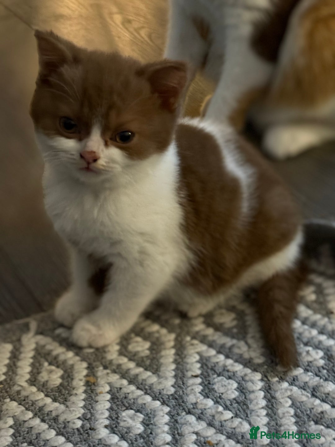 British Shorthair cats for sale: White -chocolate  - Advert 4