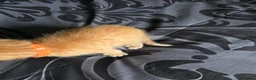 Mixed Breed cats for sale: Ginger boy - Advert 3