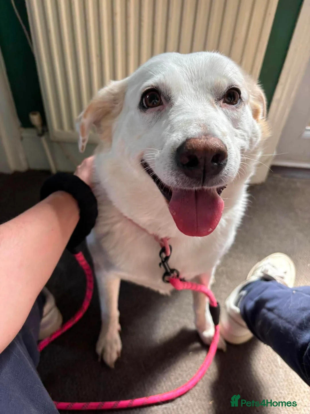 Borador dogs for sale: Lab x collie for rehome  - Advert 1