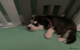 Siberian Husky dogs for sale: Gorgeous husky pups - Image 4