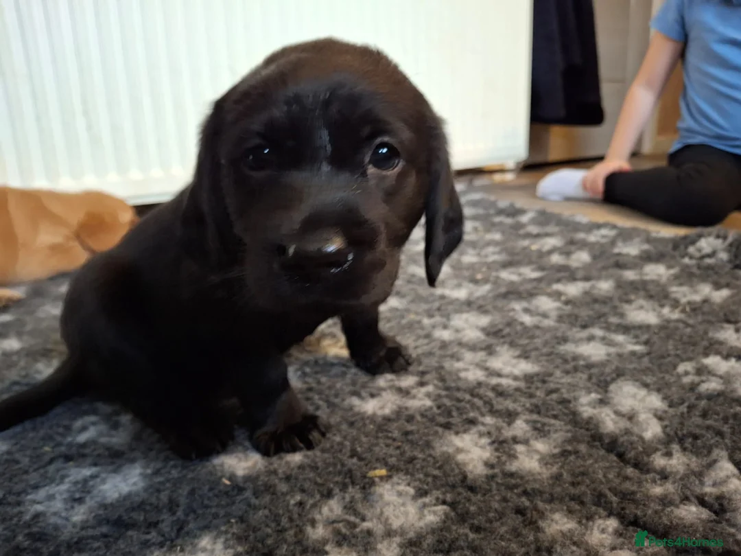 Goldador dogs for sale: ⭐ Beautiful Goldador pups from excellent breeding  - Advert 14