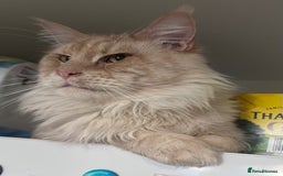 Maine Coon cats for sale: Beautiful female full Maine coon kittens  - Image 20