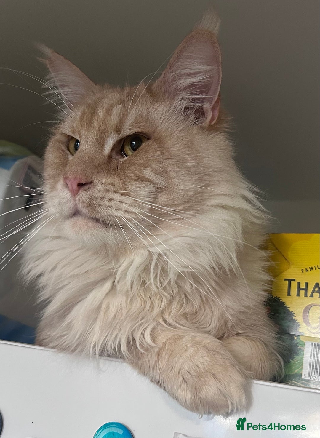 Maine Coon cats for sale: Beautiful female full Maine coon kittens  - Image 20