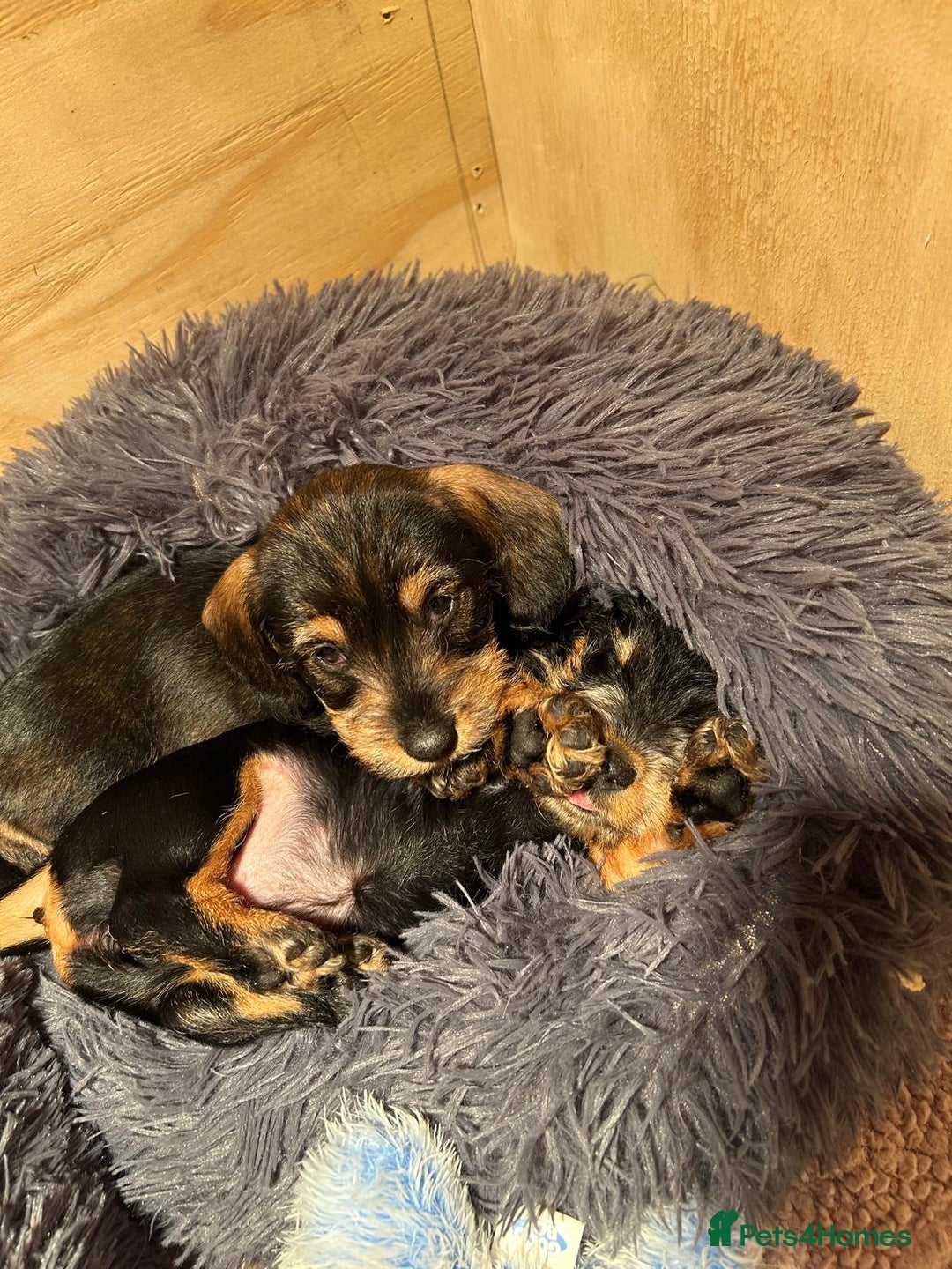 Dachshund dogs for sale:  Miniature Wirehaired Dachshund  puppies  - Advert 6