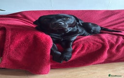 Labrador Retriever dogs for sale: Labrador Love Nuggets - 7 left - Image 8