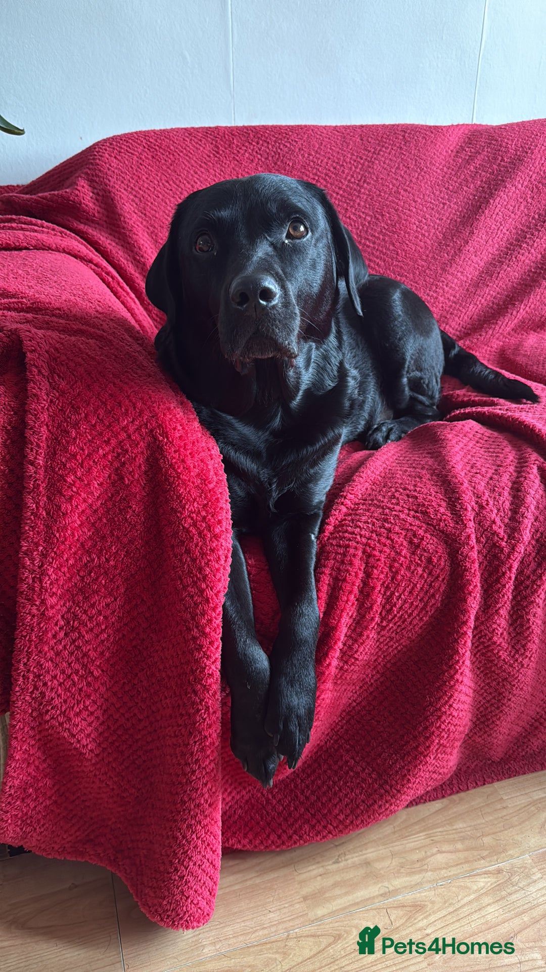 Labrador Retriever dogs for sale: Labrador Love Nuggets - 7 left - Image 8