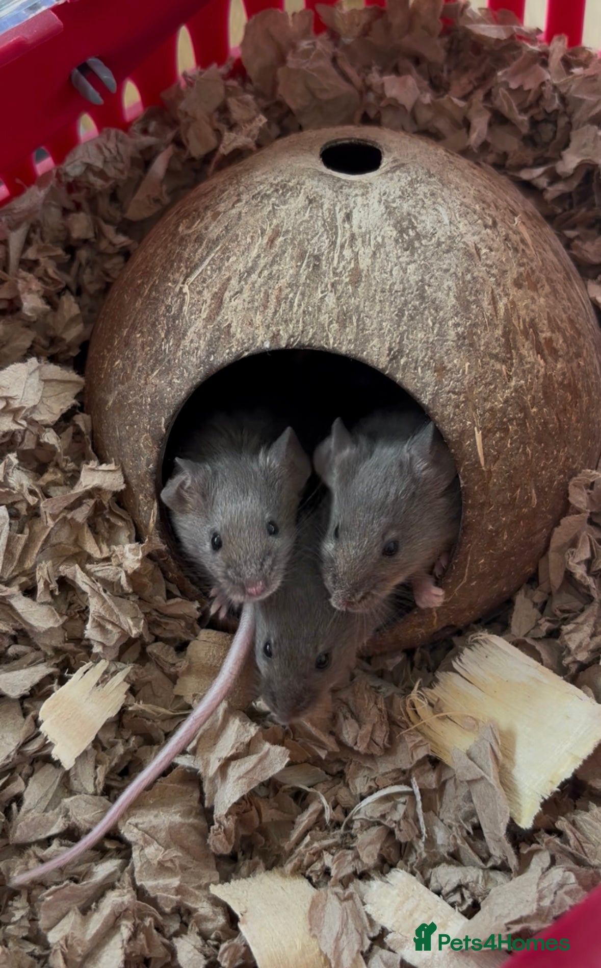 Mouse rodents for sale: Three sweet fancy mice sisters - Advert 3