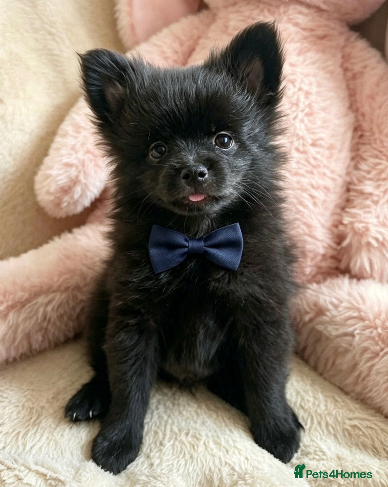 Pomchi dogs 💕Beautiful fluffy Pomchi 💕 - Advert 2