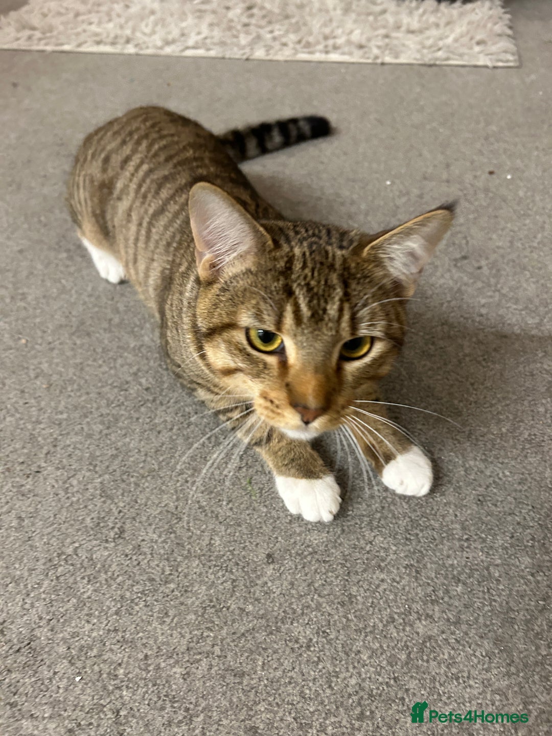 Mixed Breed cats for sale: Rocko 8 Months Savannah - British Shorthair - Advert 5