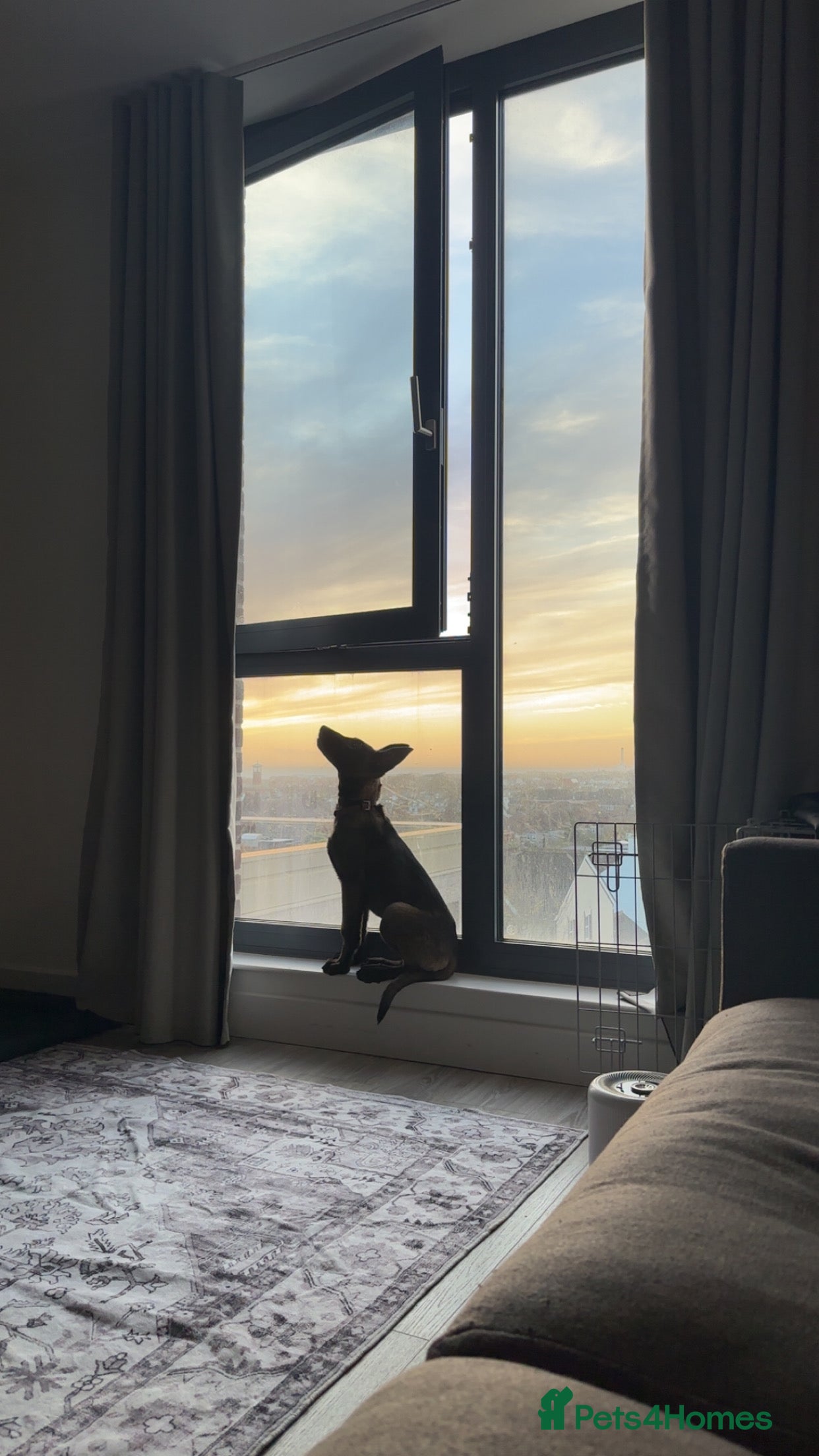 Belgian Shepherd Dog dogs Belgium malanios  - Advert 1