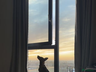 Belgian Shepherd Dog dogs Belgium malanios - Advert 2