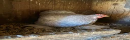 Mixed Breed poultry for sale: 3 hen with cockerel and some Muscovy duck  - Advert 1