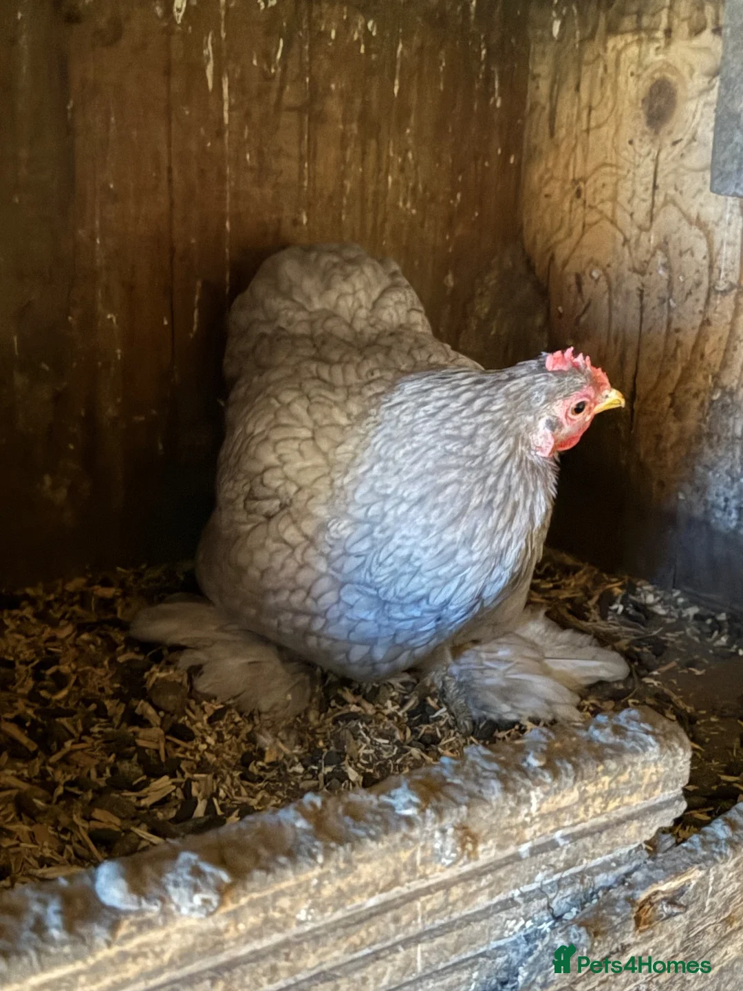 Mixed Breed poultry for sale: 3 hen with cockerel and some Muscovy duck  - Advert 1
