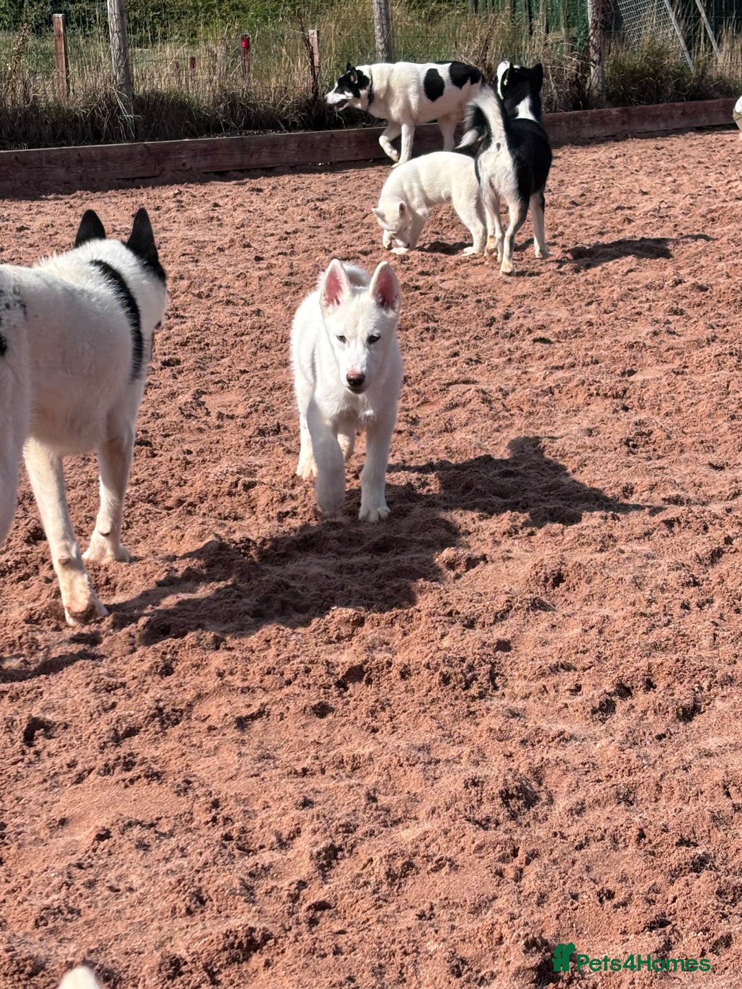Utonagan dogs for sale: Last 2 Husky (Utonagon) Puppies - READY NOW - Image 25