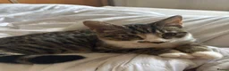 Domestic Shorthair cats for sale: Kitten for free - Advert 1