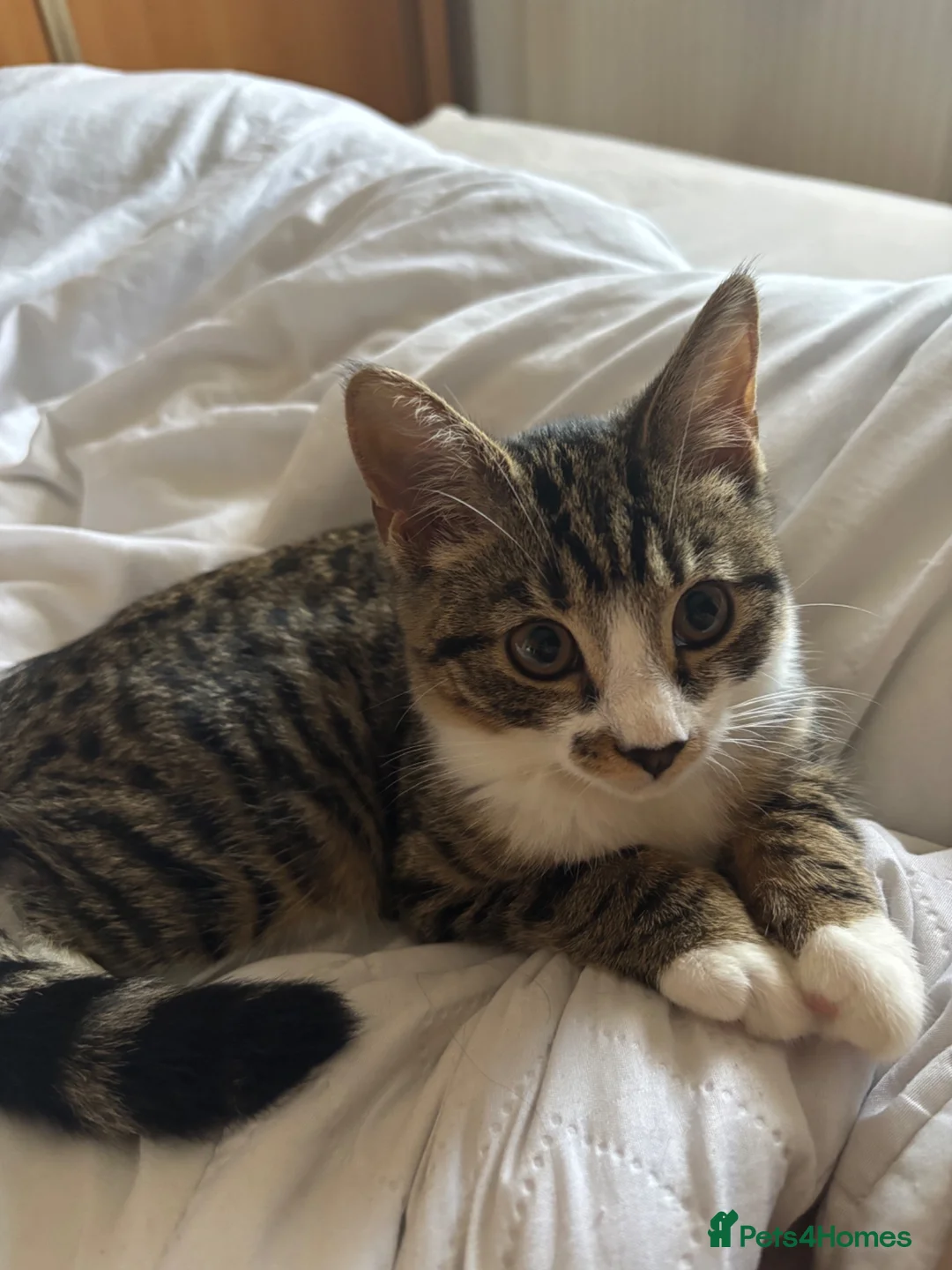 Domestic Shorthair cats for sale: Kitten for free - Advert 1