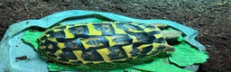 Hermann Tortoise reptiles for sale: Western Hermann tortoise with enclosure - Advert 3