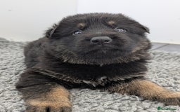 German Shepherd dogs for sale: KC Health Tested Pups From Champion Lines 🏆 - Image 13